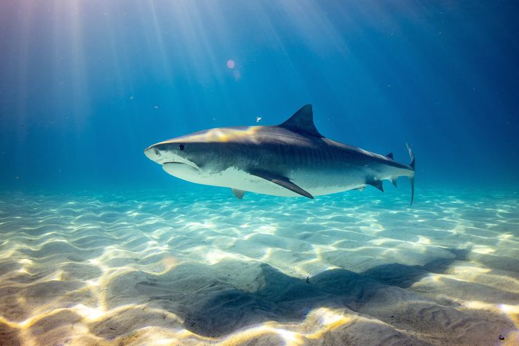 benarkah hiu sudah ada sejak 450 juta tahun lalu?