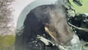 Hundefutter gerochen: Bär klettert in Auto und sitzt in der Falle