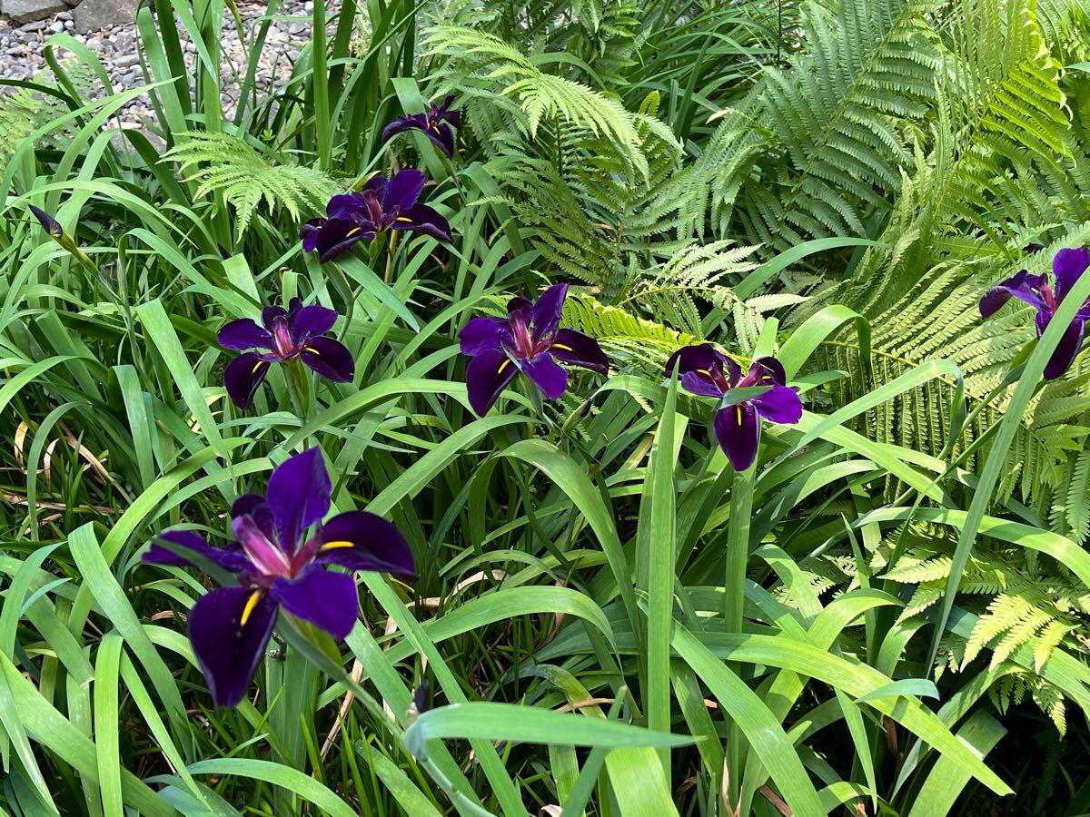 Purple Japanese Irises - Fairfield