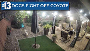 Trio of dogs fights off coyote in Summerlin backyard