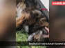 Beylikdüzü'nde bulunan Karamel adlı köpek Fransa'da sahiplenilecek