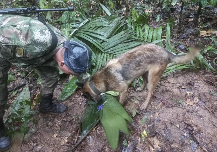 enfants retrouvés en colombie: qui est wilson, le chien devenu héros qui s’est perdu dans la forêt ?