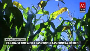 Canadá se une a Estados Unidos en lucha contra México por maíz transgénico