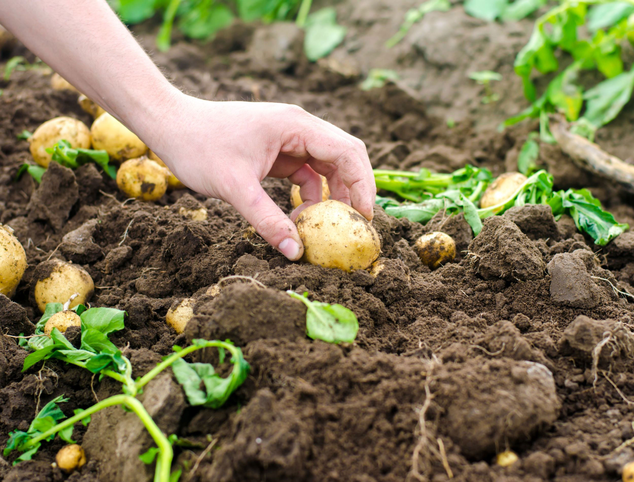 How to Use Coffee Grounds to Fertilize Your Potatoes