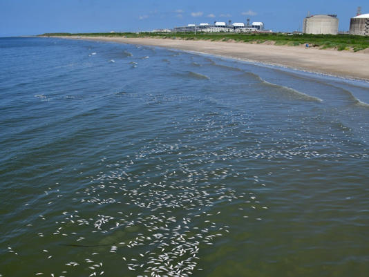 The water near the shore was also filled with fish carcasses. QUINTANA BEACH COUNTY PARK / Handout/Anadolu Agency via Getty Images
