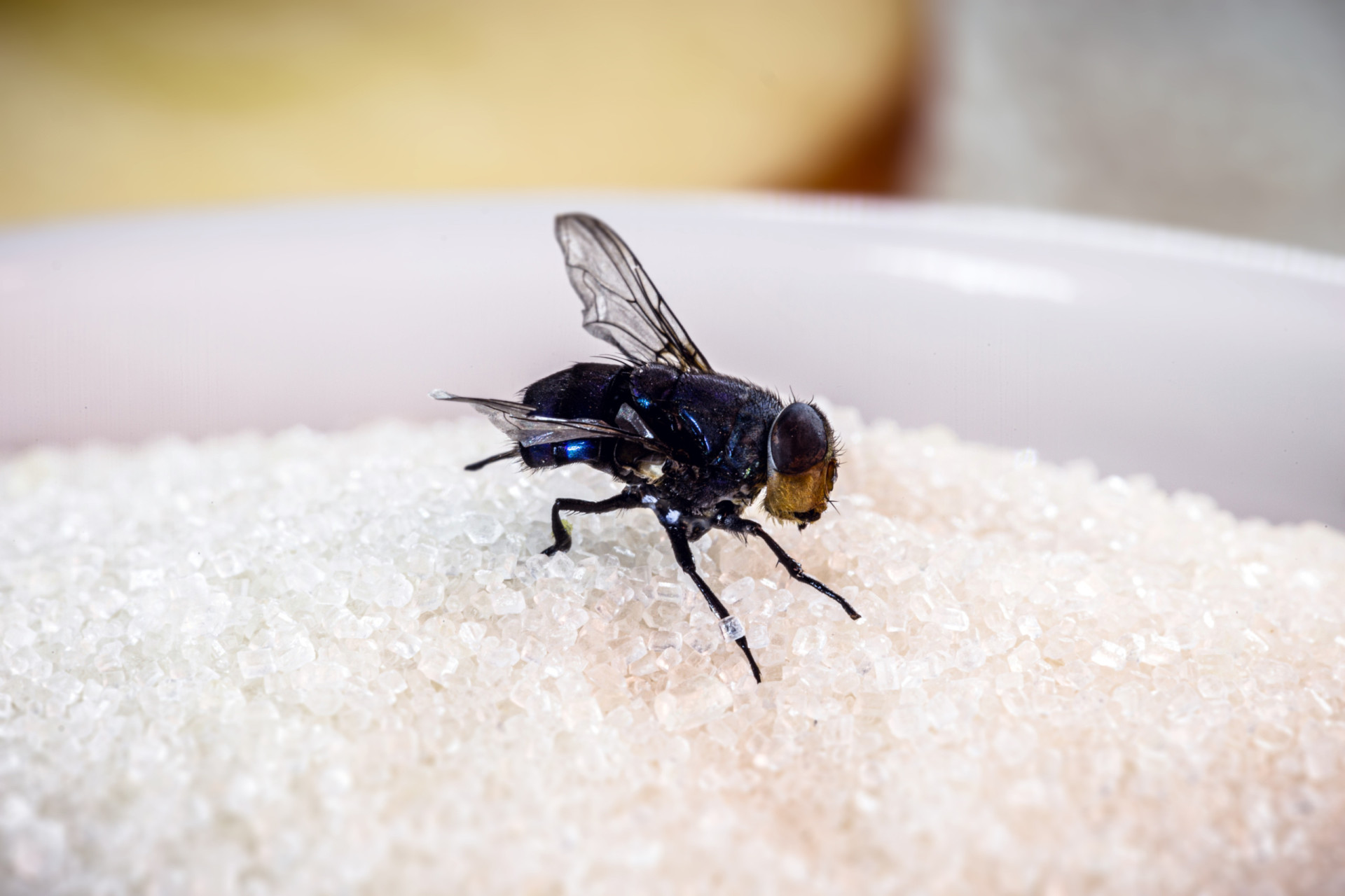 How to keep your home fly-free
