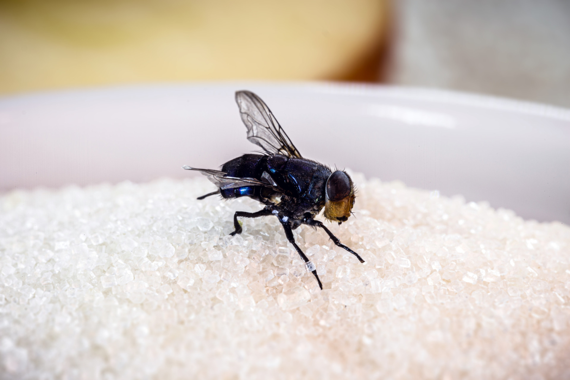 How To Keep Your Home Fly-free