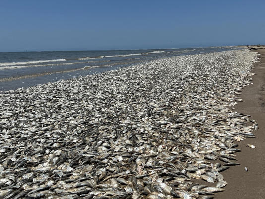 Thousands of dead fish were photographed on Quintana Beach. QUINTANA BEACH COUNTY PARK / Handout/Anadolu Agency via Getty Images