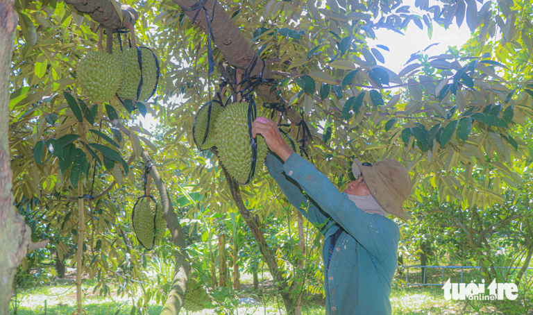 Nông dân xã Lâm Sơn tất bất chăm sóc vườn trái cây để chuẩn bị cho lễ hội lớn diễn ra vào 16-6 - Ảnh: DUY NGỌC