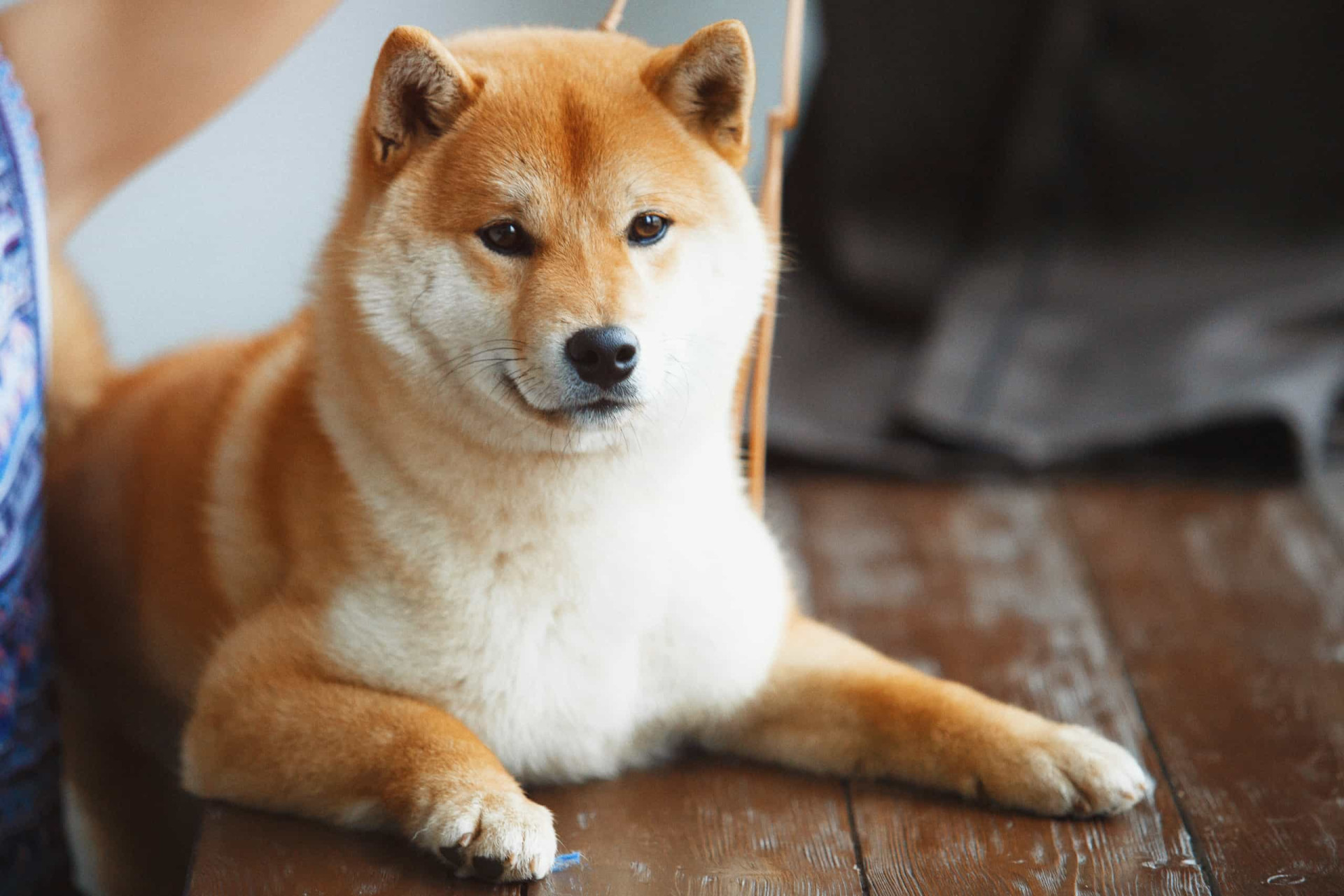 <p>Cette race de chien japonaise est connue pour être petite et indépendante. Pourtant, malgré leur indépendance, ils font preuve d'une grande loyauté et d'affection. Ils pèsent entre 8 et 10 kg et vivent de 12 à 15 ans.</p>