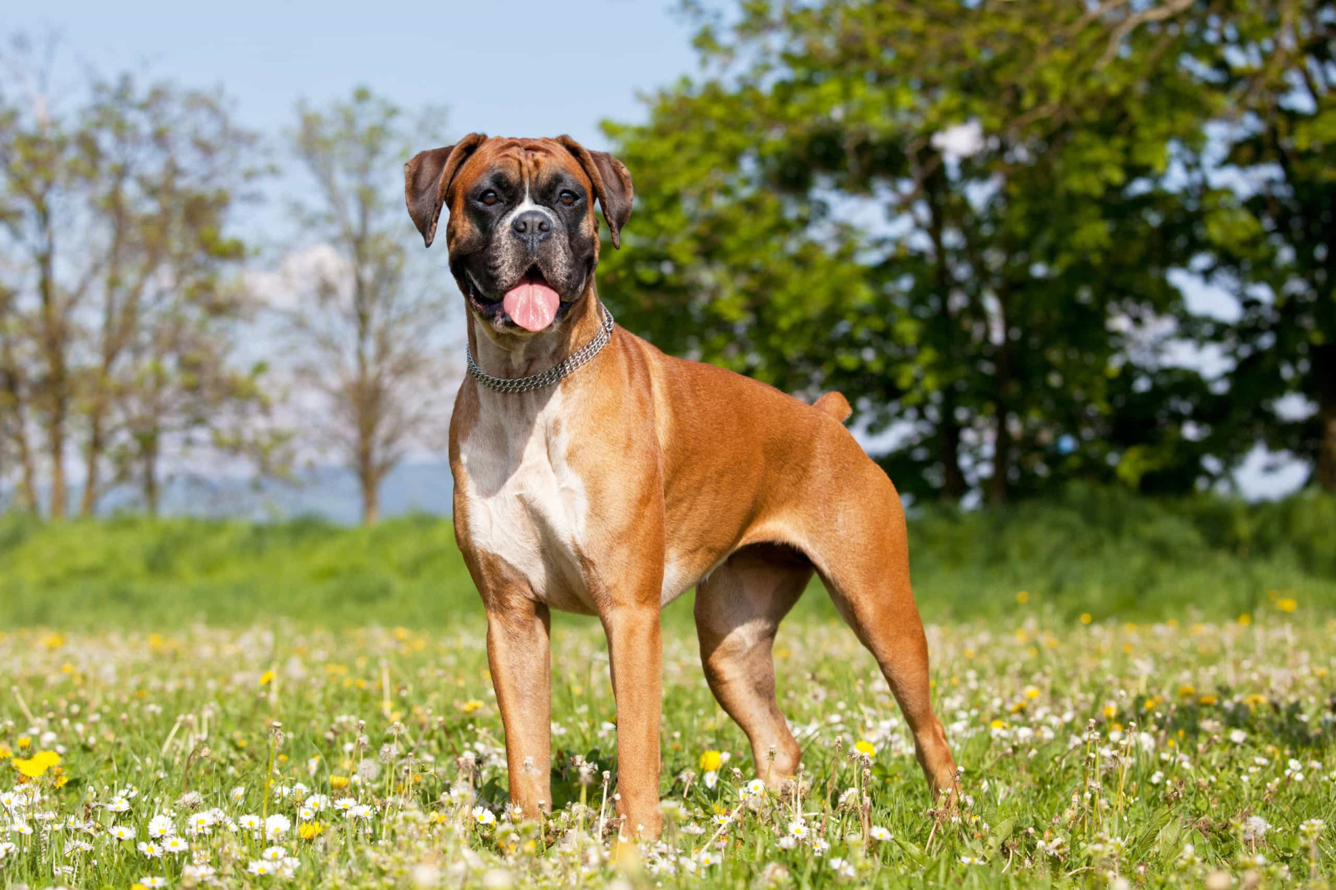 <p>Cette race de chien allemande est intelligente et pleine d'énergie. Ils sont un choix populaire auprès des familles, car ils sont très gentils avec les enfants. Ils pèsent entre 25 et 34 kg et vivent de 9 à 15 ans.</p><p>Tu pourrais aussi aimer: </p>
