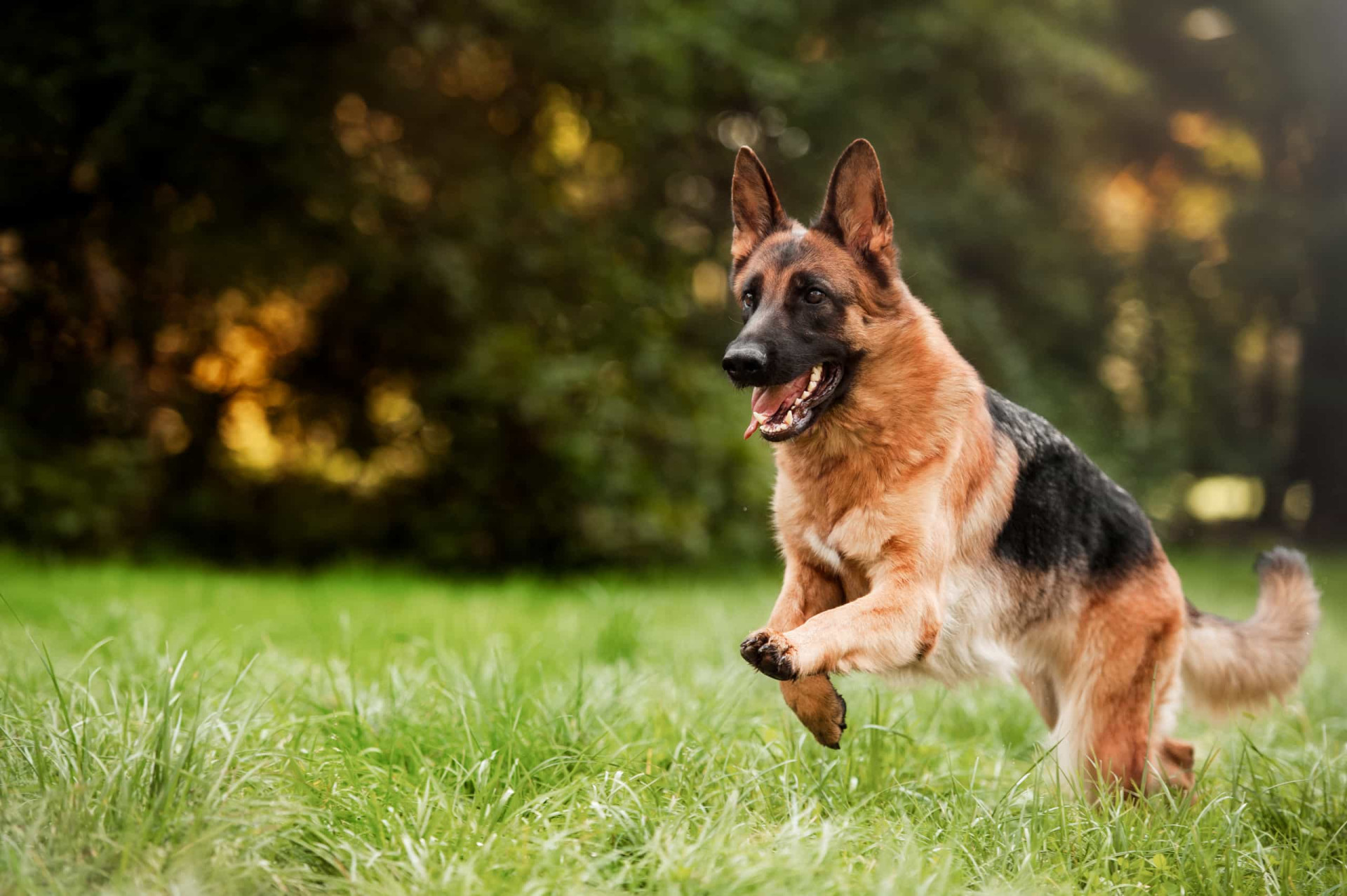 <p>Aussi connue sous le nom de berger alsacien, cette race de chien est intelligente, fidèle et obéissante (un dressage précoce les dissuadera d'être trop possessifs). Ils pèsent entre 22 et 40 kg et vivent de 9 à 13 ans.</p>