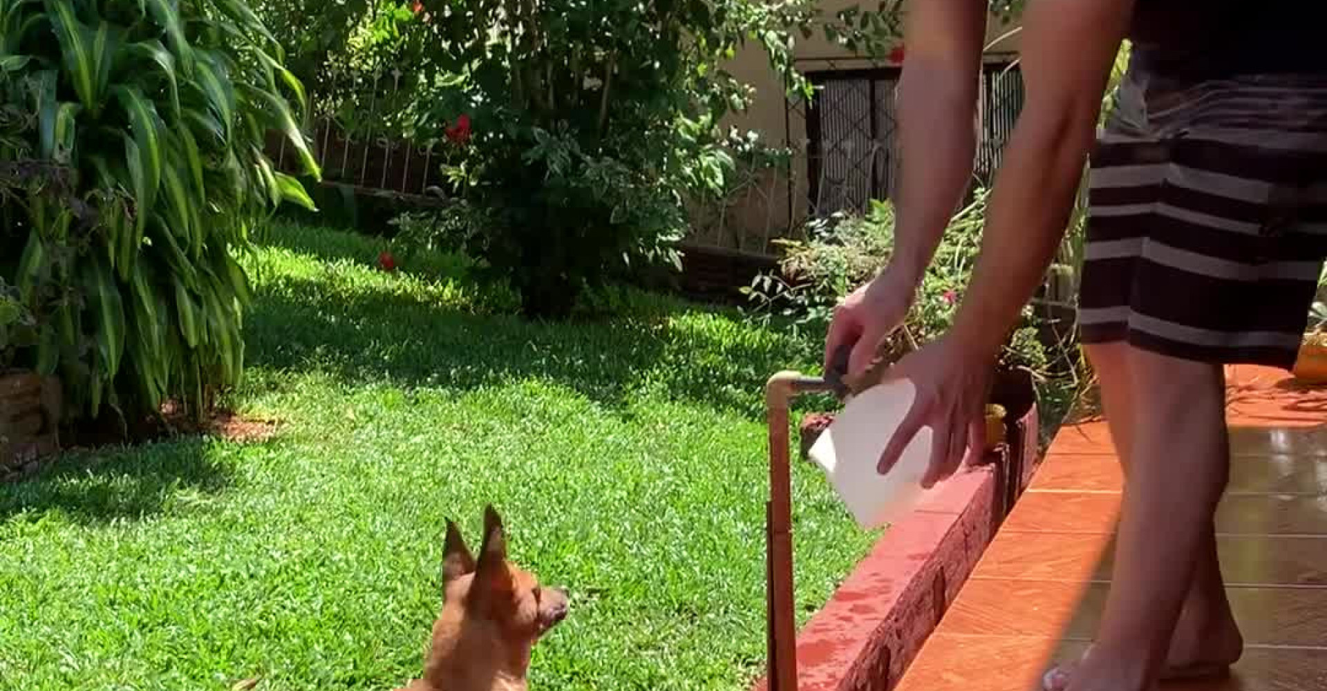Martial Arts Pup Flips For Water