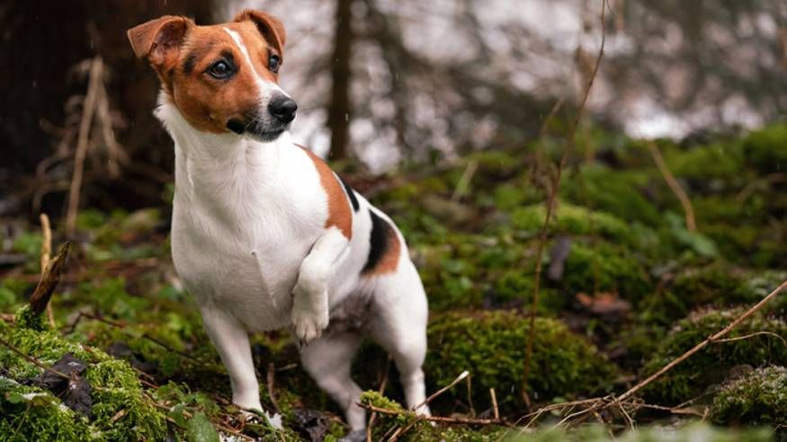 <p>                     Jack Russells might not seem an obvious choice as one of the best dogs for hiking, but what they lack in size they make up in personality and general <em>joie de vivre.</em>                   </p>                                      <p>                     Possessing energy, drive, and intelligence in abundance, the Jack Russell loves a challenge, and will make short work of those climbs. They need to be well-trained before you trust them off the leash, but should you be willing to put in the time, they will serve as a trusty companion.                   </p>