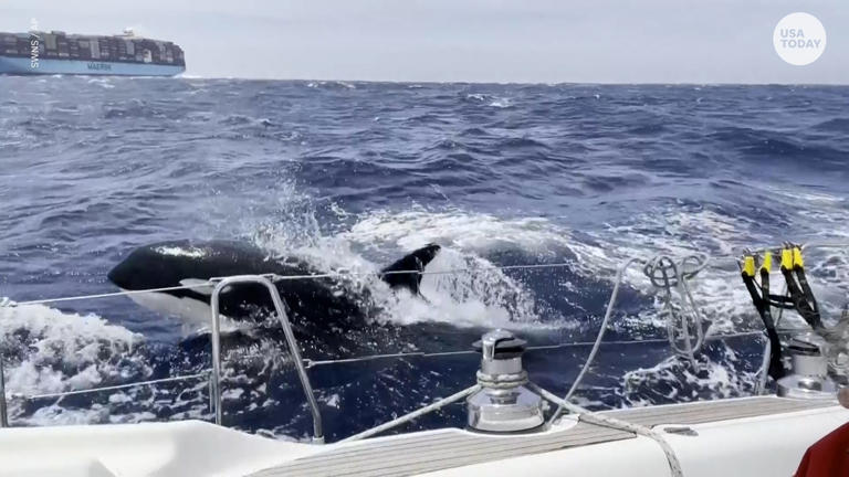 An orca pod was captured attacking a boat off the coast of Morocco.