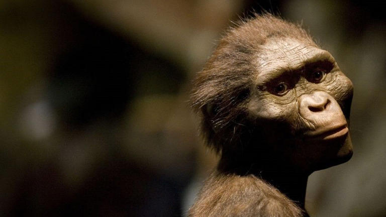 A sculptor's rendering of the hominid Australopithecus afarensis in an exhibition that included the 3.2 million-year-old fossilized remains of "Lucy."