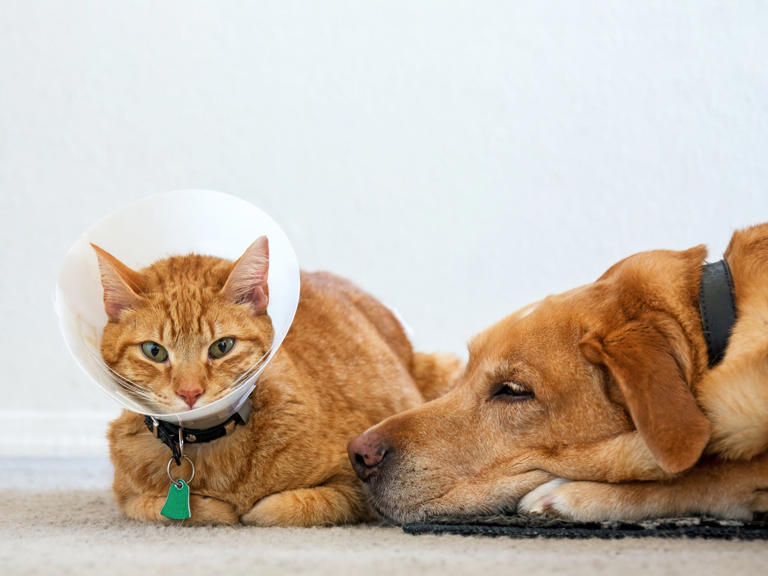 Best Pet Insurance of June 2024