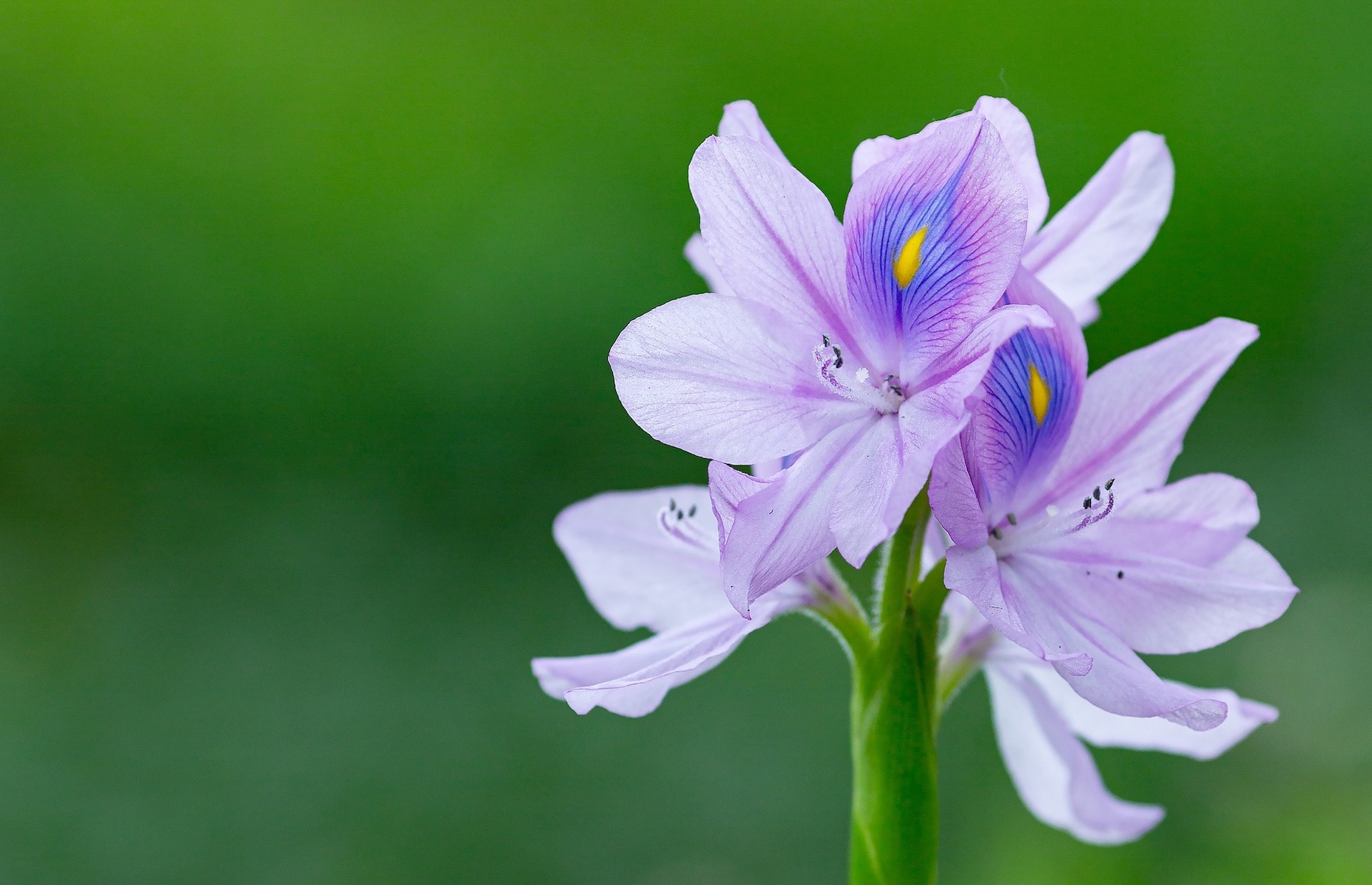 The most invasive species in North America