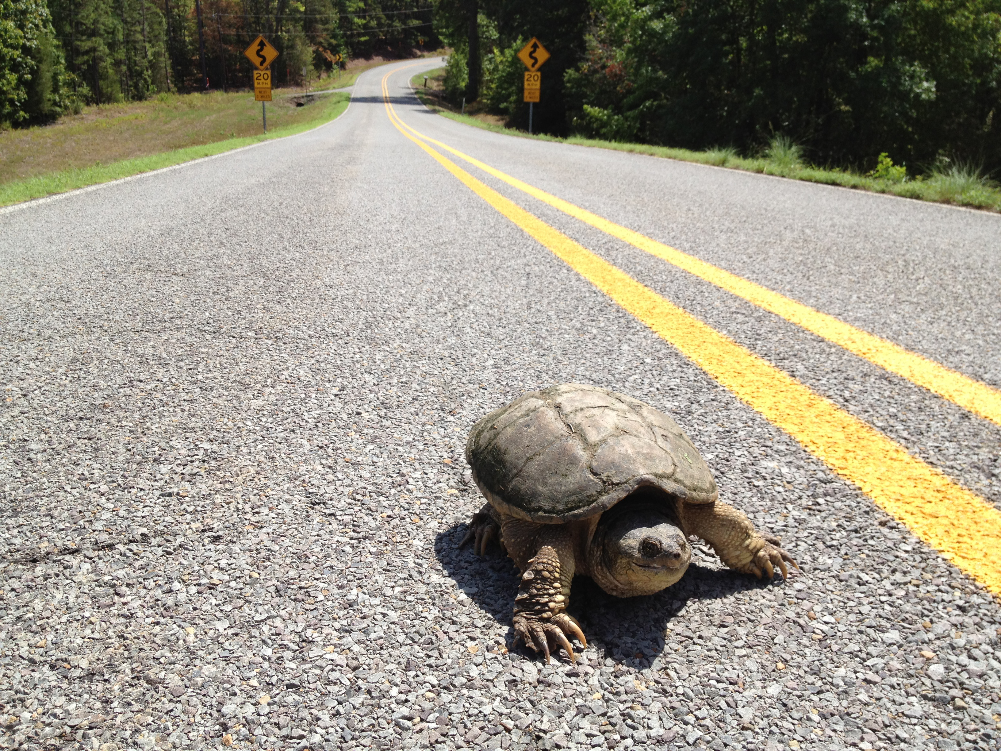 Вперед в черепахе. Черепаха на дороге. Черепаха ползет. Медленная черепаха. Черепаха в движении.