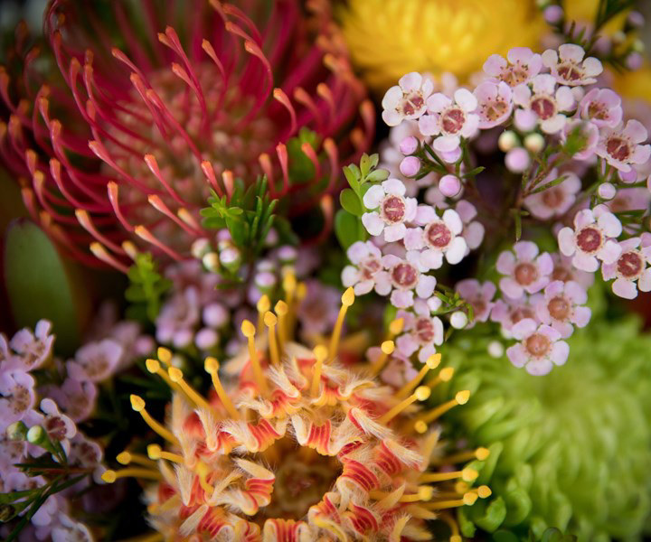 How to grow Australian native flowers