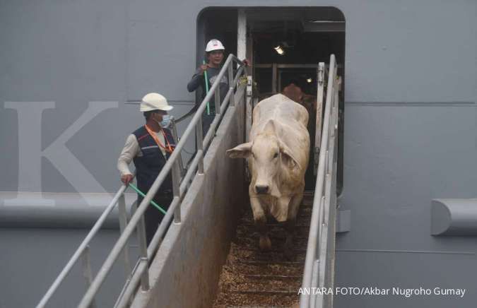 ratusan sapi impor dari australia mati, pasokan daging terganggu?