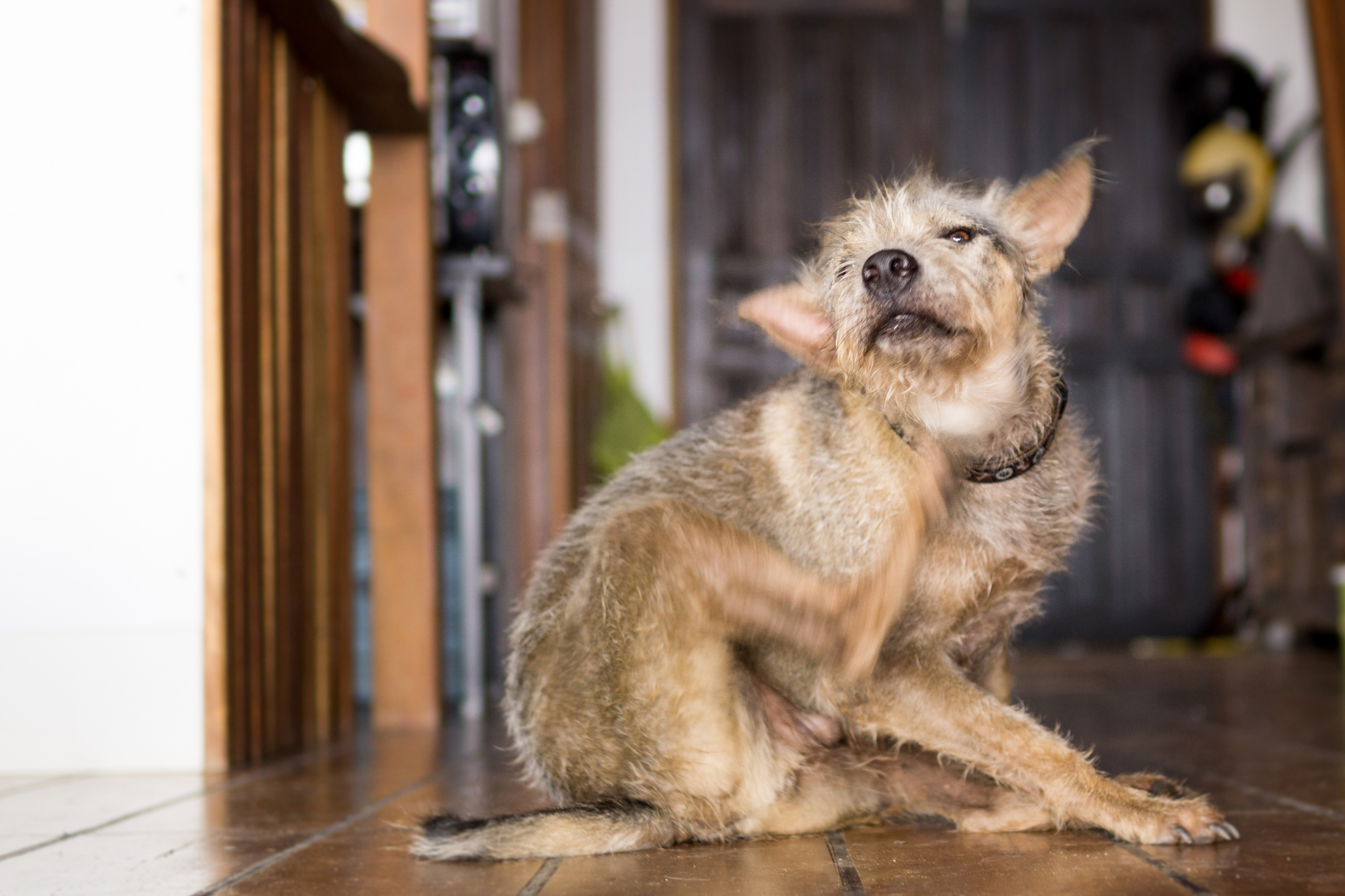 6 Tested Tips to Get That Dog Smell Out of Your House