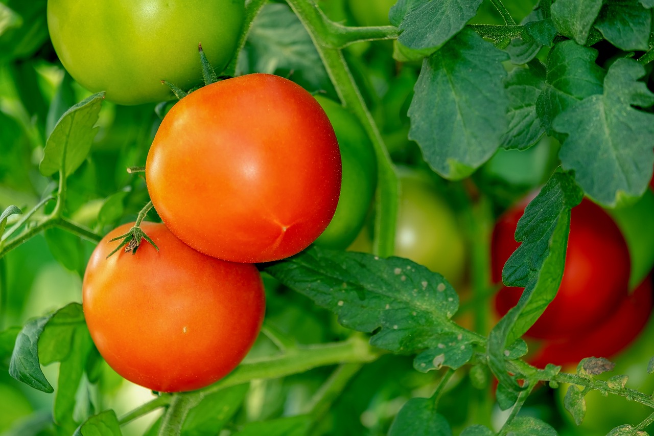 jak zvýšit sladkost rajčat? možností je více