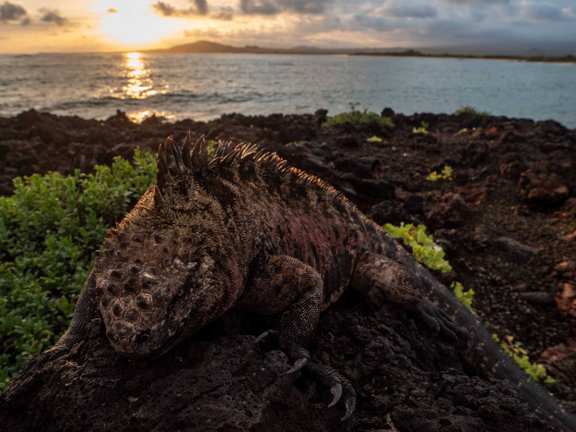 <p>The Journey to Nature's Edge expedition is a once-in-a-lifetime trip for anyone with a spare US$1.4 million. Taking place across 111 days and 12 countries, you will view some of the world’s most vulnerable species, including the Galápagos' marine iguana.</p><p>You may also like:<a href="https://www.starsinsider.com/n/409924?utm_source=msn.com&utm_medium=display&utm_campaign=referral_description&utm_content=555492en-us"> Which countries have the best English language skills?</a></p>