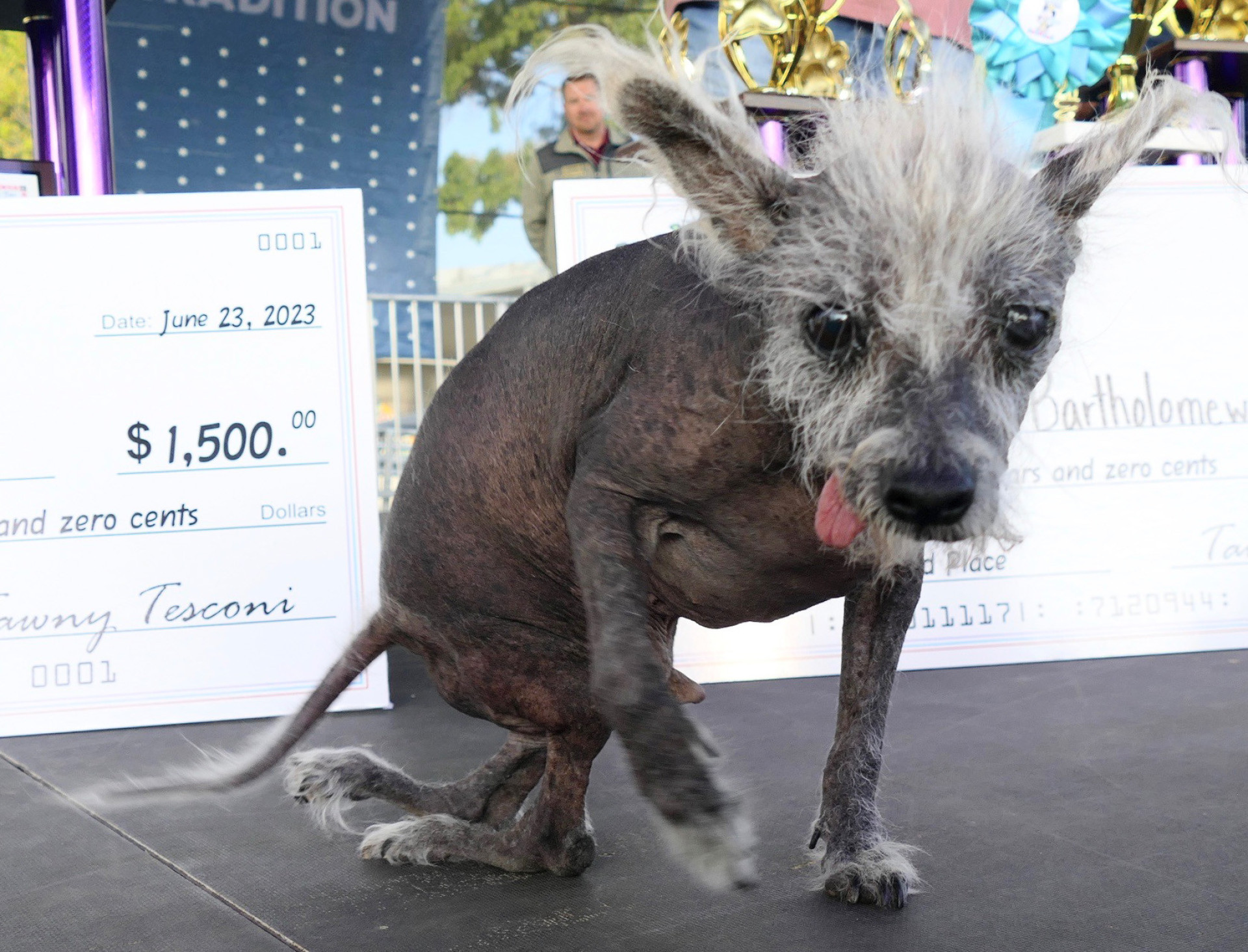 The world's ugliest (but coolest) dogs