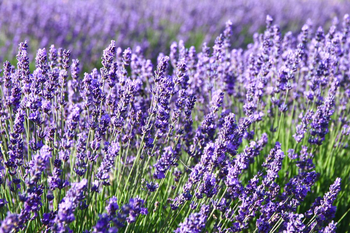 These Insanely Helpful Garden Plants Keep the Mosquitoes Away