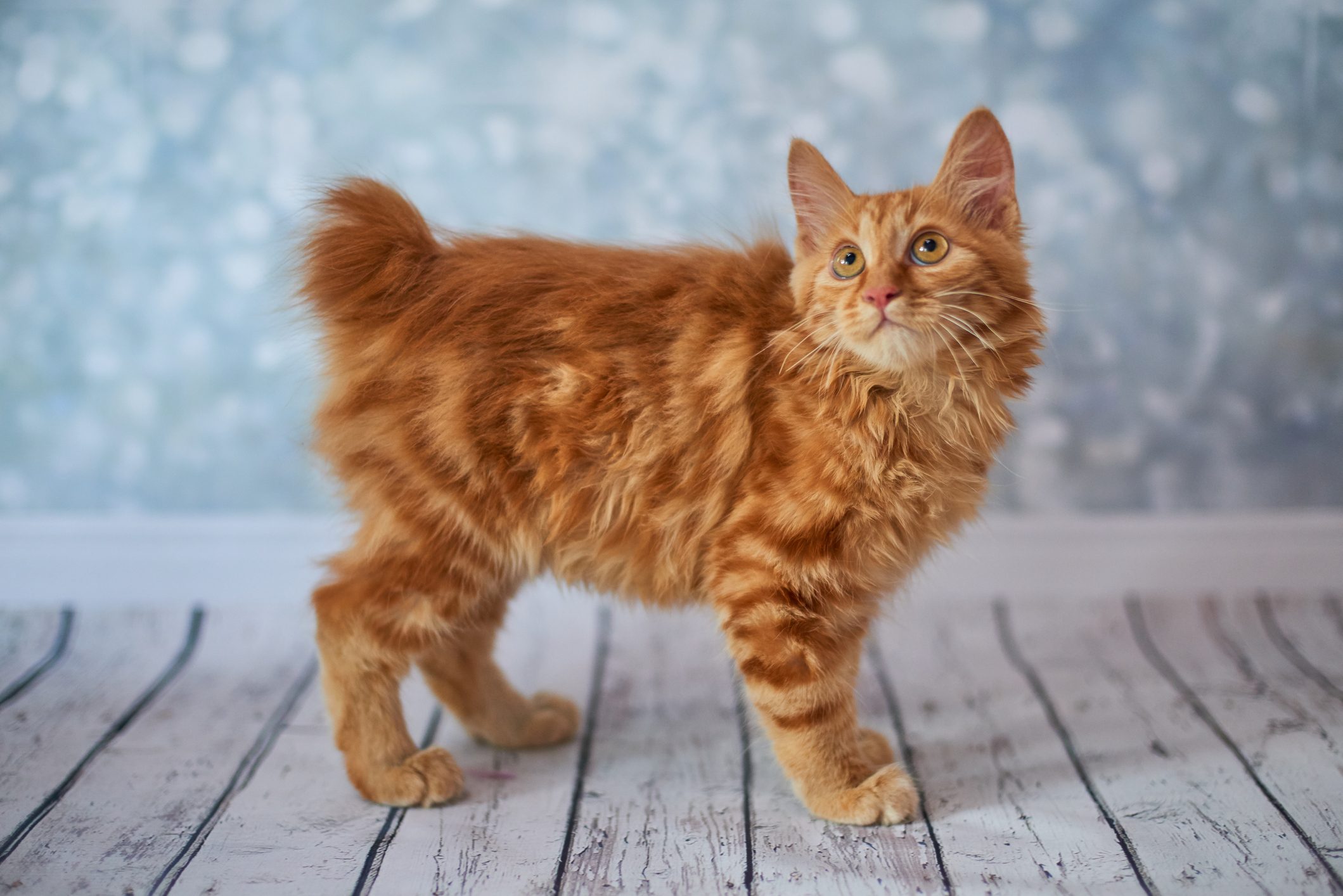 12 Rare Cat Breeds That Are Equally Cute And Fascinating