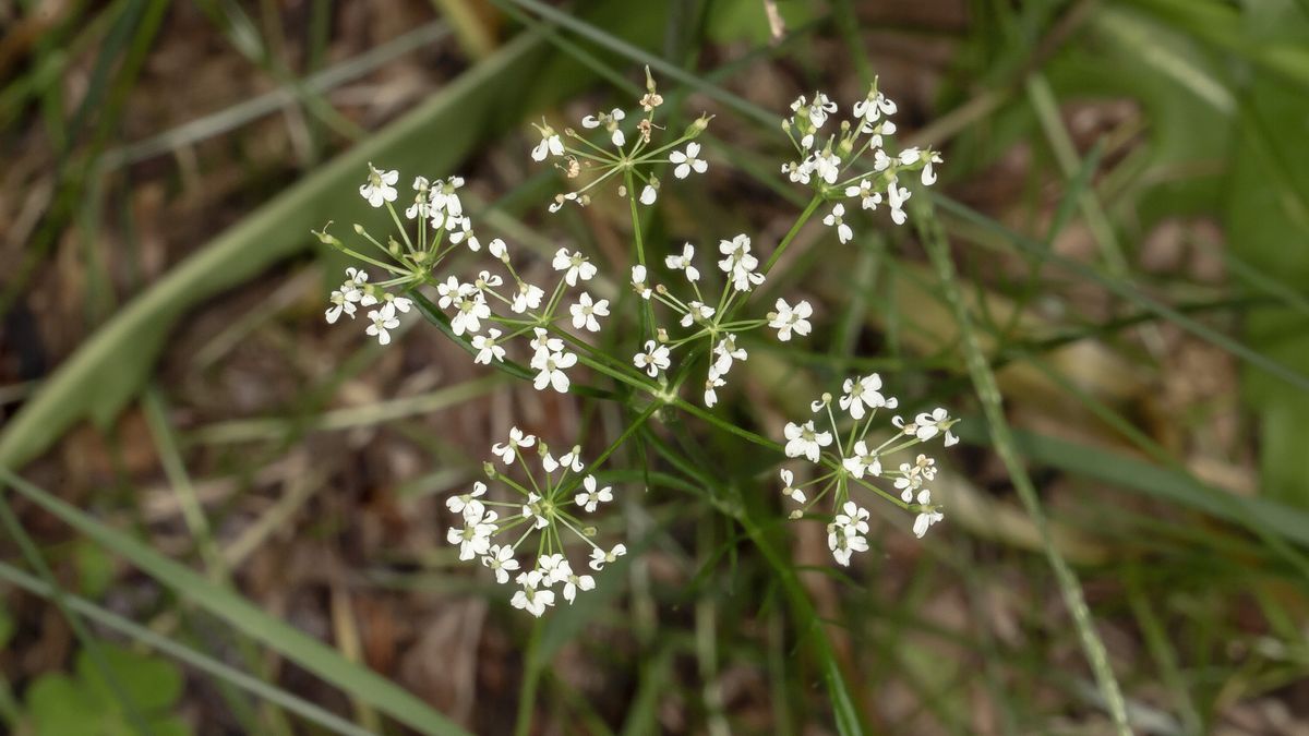 These Insanely Helpful Garden Plants Keep The Mosquitoes Away