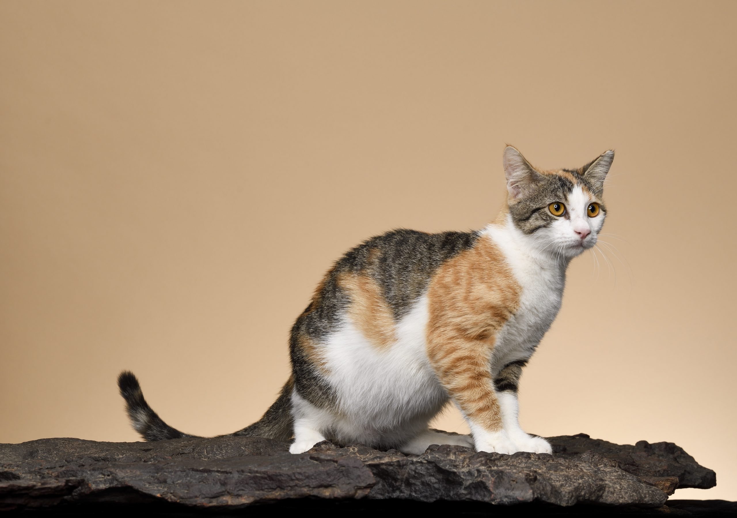 12 Rare Cat Breeds That Are Equally Cute And Fascinating