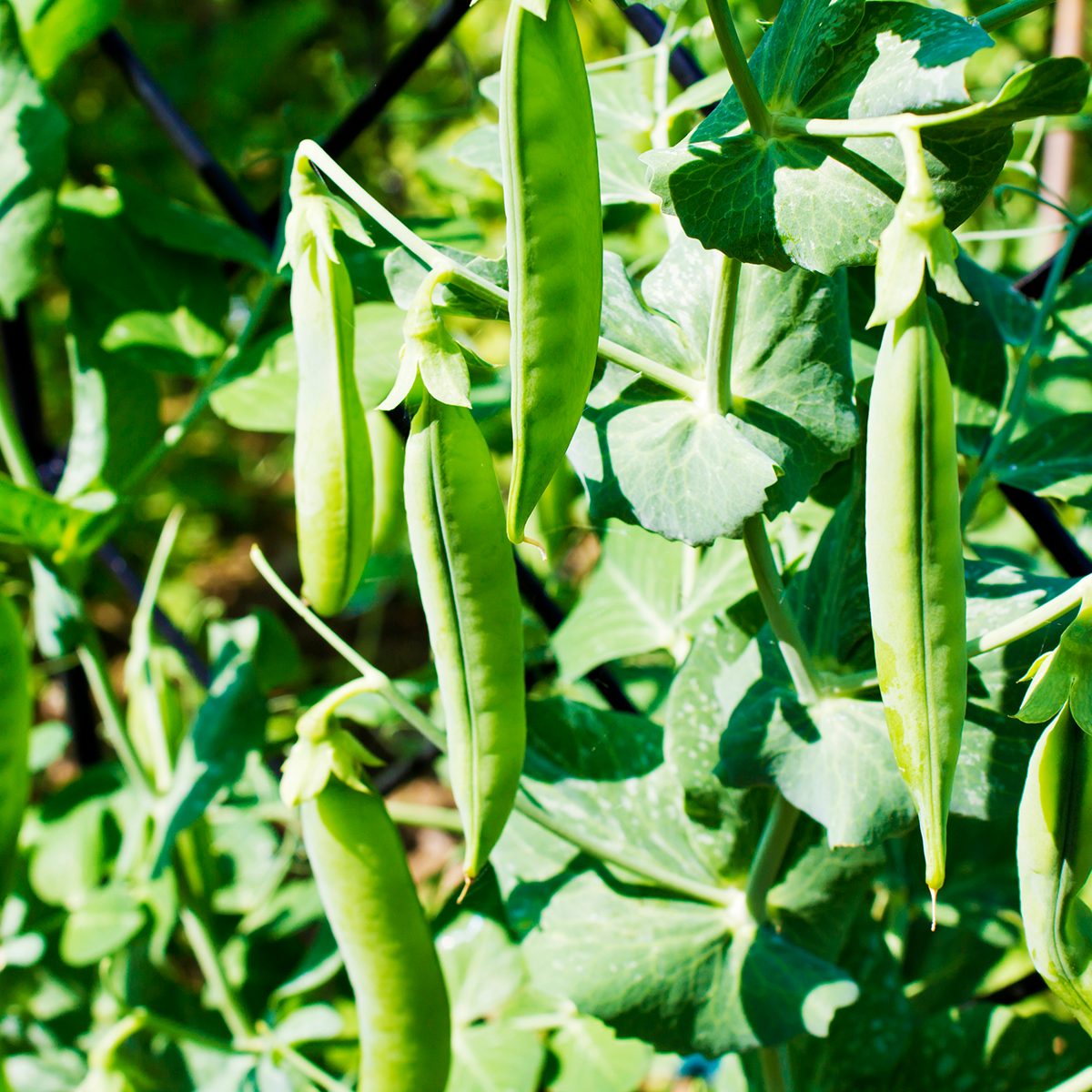 The Right Way to Harvest Your Summer Vegetables