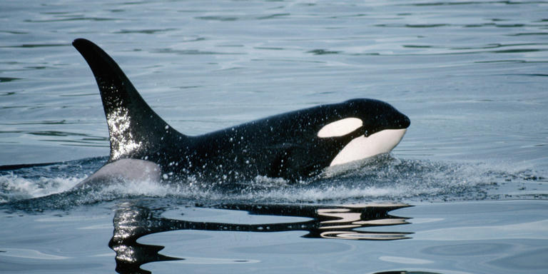 A female orca. Getty Images