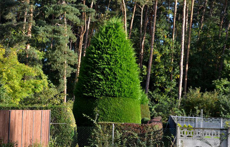 18 Fast-Growing Evergreen Trees to Make Your Yard an Oasis