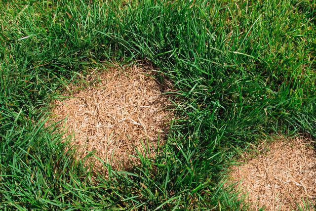 How to Plant Grass Seed on an Already Existing Lawn