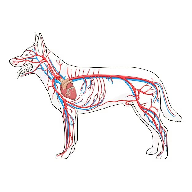 alerta canina: los signos clave de un infarto en perros que todo dueño debe conocer
