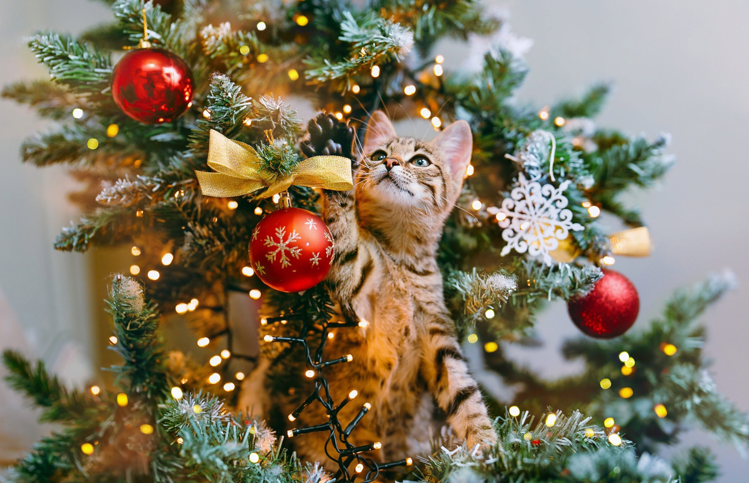 How to Keep Cats Away from the Christmas Tree