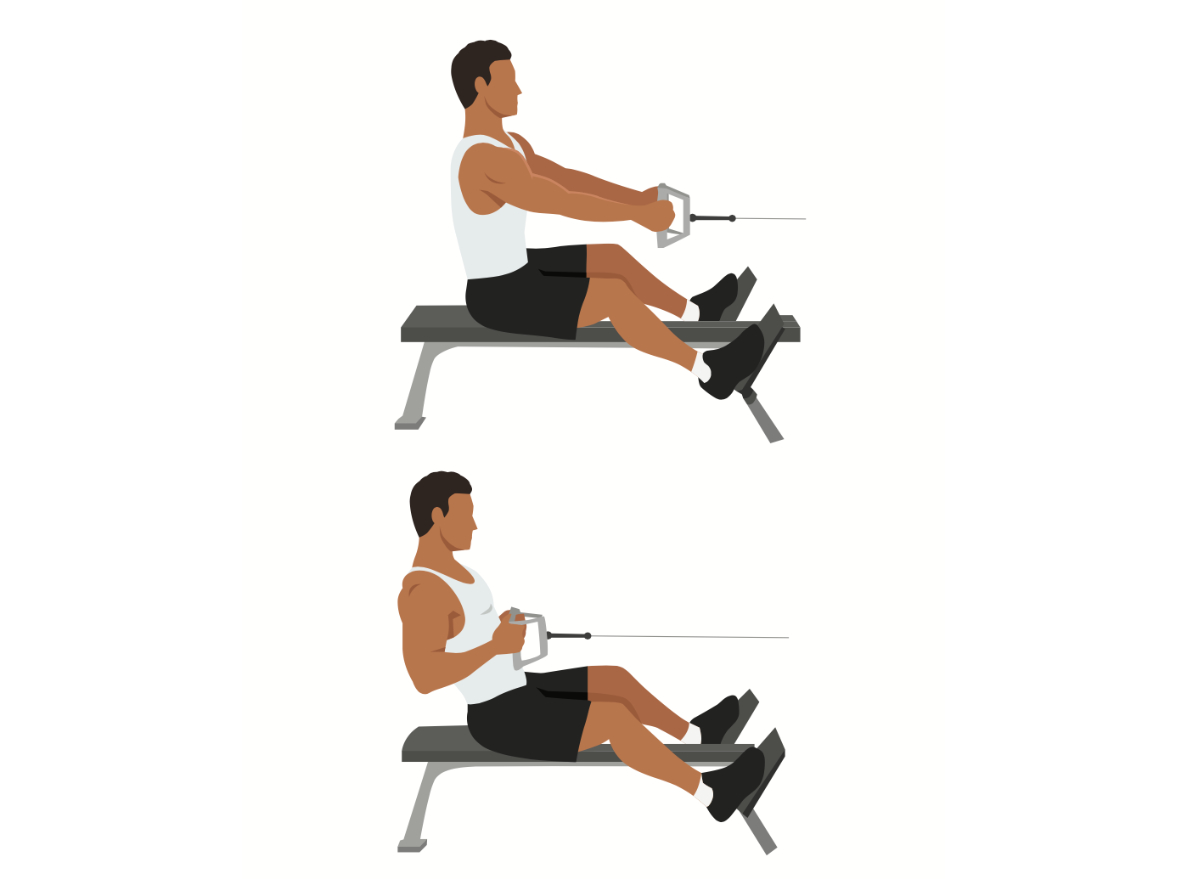 <p>The seated cable row works several muscles in your upper body including the latissimus dorsi, rhomboids, and biceps. It's also effective for improving posture and developing a strong, healthy back.</p><p>To perform a seated cable row, sit at a cable row machine with your feet on the footrests and your knees slightly bent. Grasp the cable handle with both hands, and sit upright. Pull the cable toward your abdomen, visualizing crushing a piece of fruit in your armpit as you retract your shoulder blades and squeeze at the end range of motion. Slowly extend your arms back out, keeping your back straight, and avoid shrugging your shoulders throughout the movement. Repeat for the target repetitions.</p>