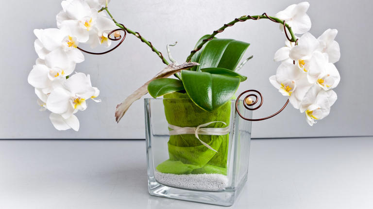 Is Growing Orchids In A Water Culture A Good Idea?