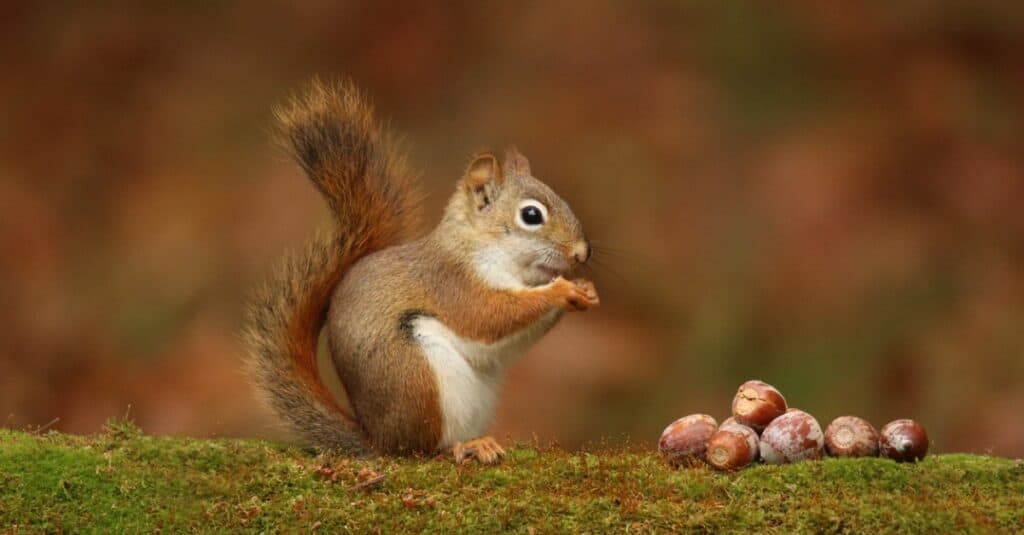 Can Humans Eat Acorns   AA1dEvcO.img