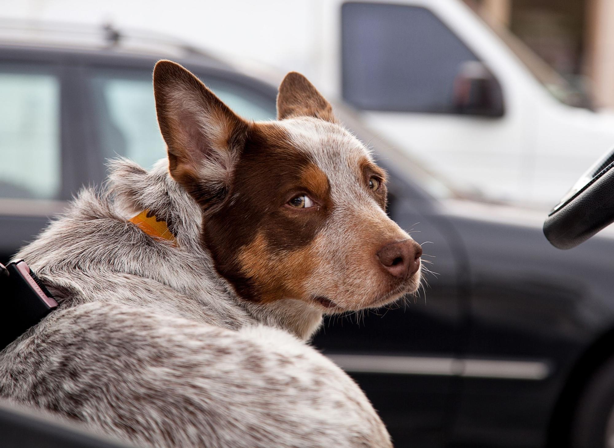 Dogs With Long Lives: These are the 10 breeds of adorable dog with the ...