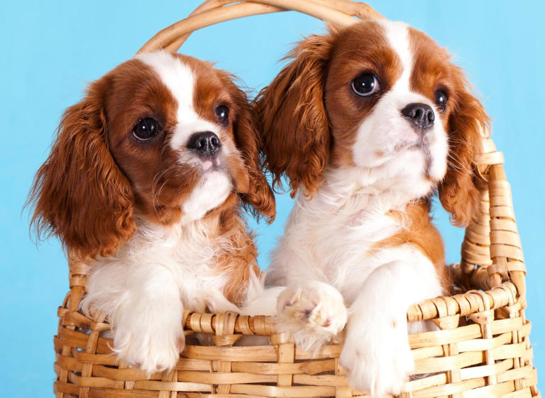 Most Expensive Dogs: Here are the 10 most expensive breeds of loving ...