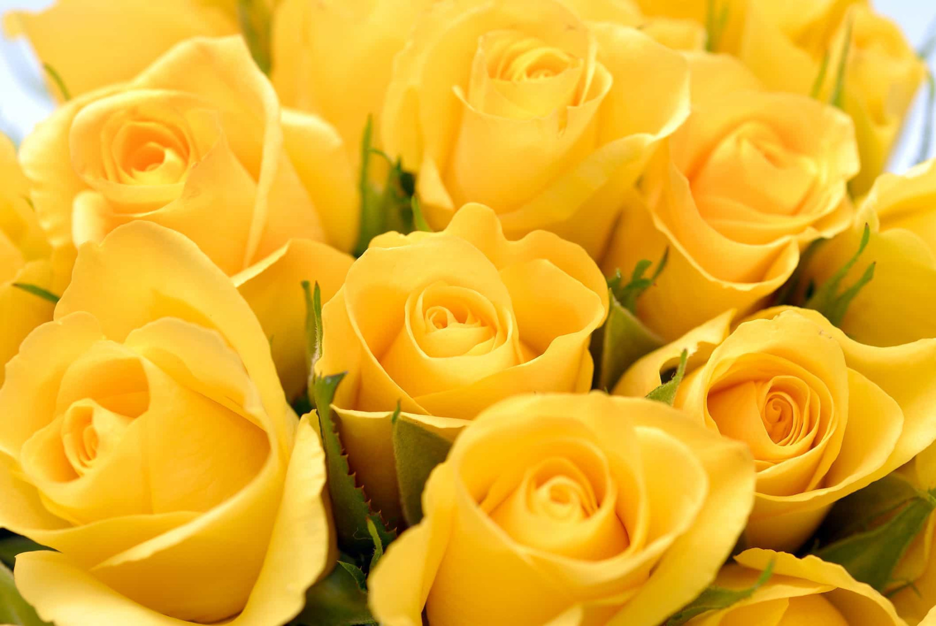 Желтые розочки. Еллоу Роуз. Желтые розы.