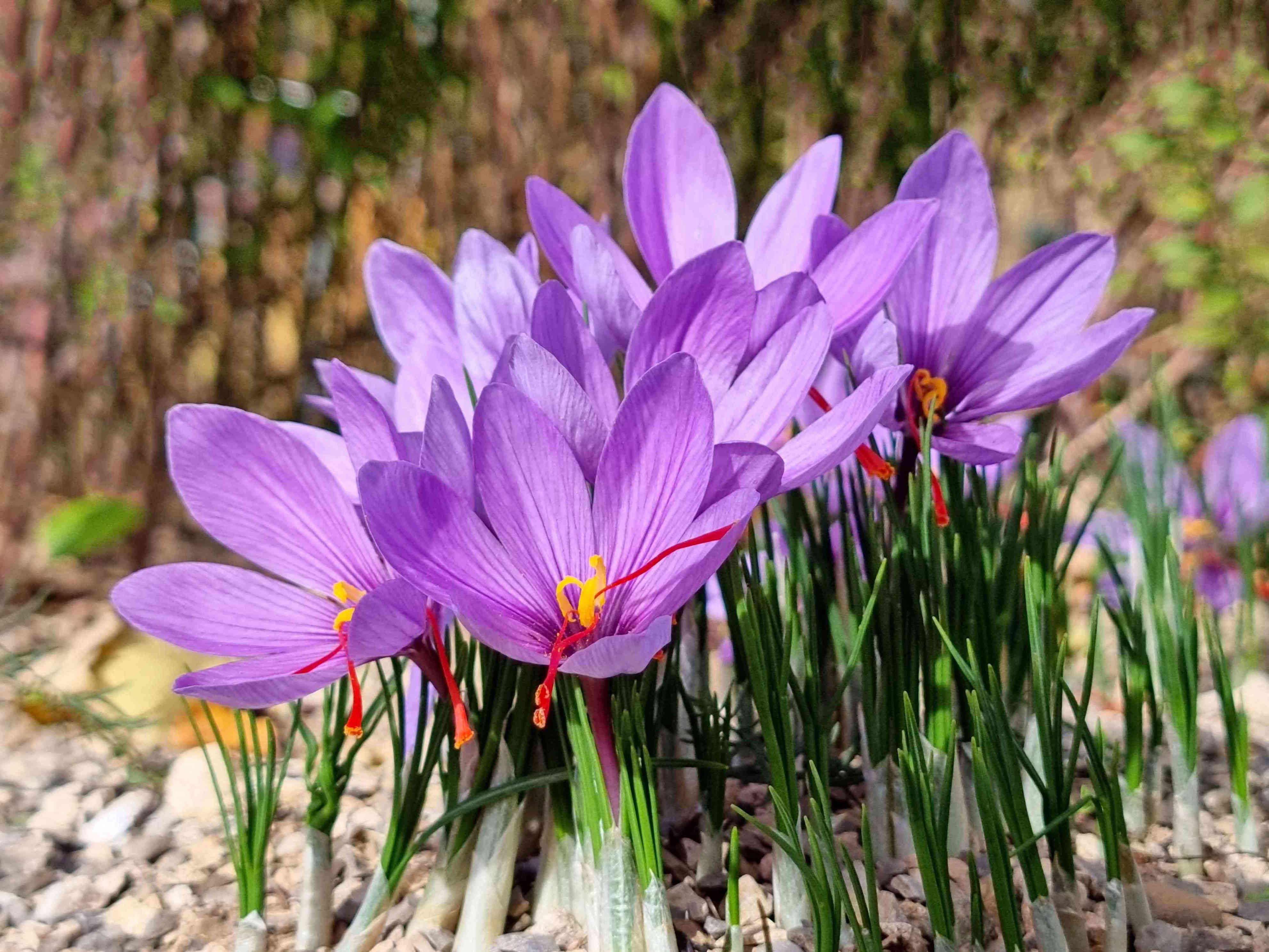 How to Plant and Grow Saffron for Its Vibrant Flowers and Flavor How to Plant and Grow Saffron for Its Vibrant Flowers and Flavor