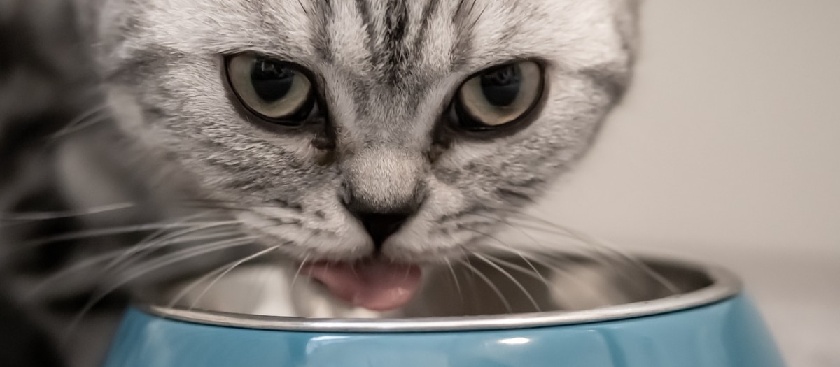 ¿por qué los gatos tocan el agua con su pata antes de beberla?