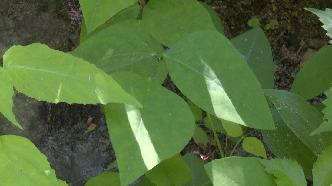 Protecting yourself from poison ivy