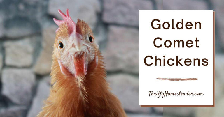 Golden Comet Chickens for Max Brown Egg Production