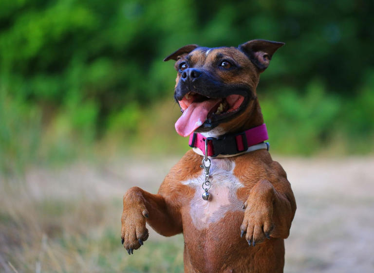 Top Terriers: Here are the 10 most popular breeds of adorable Terrier ...